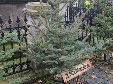 Zdobení vánočního stromku na náměstí T.G.M 24.11.2022