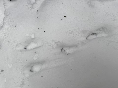 Projektový den - Zvířátka v zimě 03.02.2026