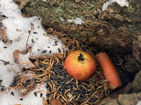 Projektový den - Zvířátka v zimě 03.02.2026